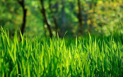 Cómo tener un césped verde y radiante