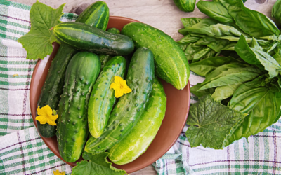 Experiencia de sembrar pepino